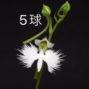 サギソウ 鷺草 青葉種 5ポットセット 1球入りポット × 5つ 2026年開花