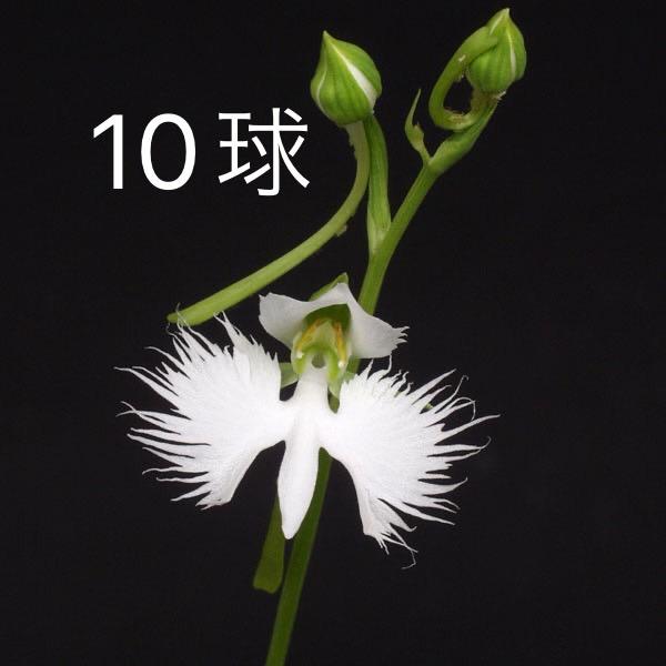 サギソウ 大 球根 鷺草球根 開花予定球１０球 青葉種 山野草