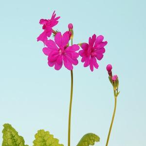 日本サクラソウ 桜草 八重咲日本桜草（ニホンサクラソウ） 九重紅