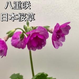 桜草 ニホンサクラソウ 八重咲 磯牡丹 山野草