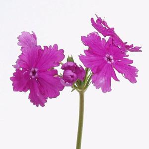 桜草　ニホンサクラソウ　銘品　竜田の夕　２芽入りポット山野草　