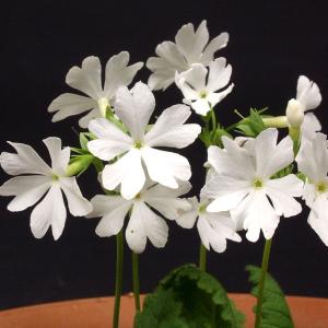 日本サクラソウ 桜草 原種 野生種 浮間白 山野草の商品画像