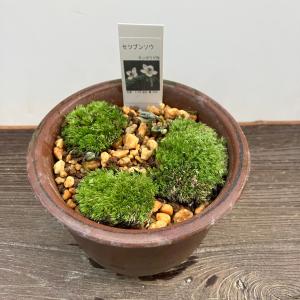 トキワシノブ 鉢植え 猫の手シノブ 盆栽 ミニ盆栽 山野草 現品 : やま