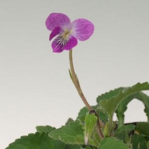 サツマスミレ 9cmポット 山野草　