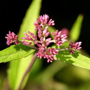 サワヒヨドリ 茶花 山野草