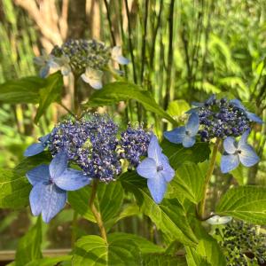 現品庭木・特大：紫陽花（あじさい）アジサイ 樹高80cm 写真の一点