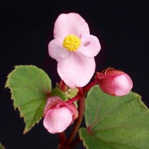 シュウカイドウ