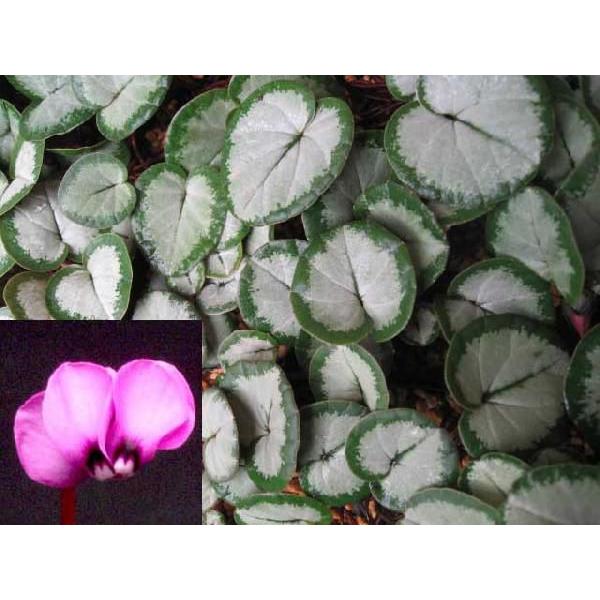 原種シクラメン 赤系 シクラメンコウム シクラメンコーム シルバーリーフ 複数蕾苗でお届けできますR...