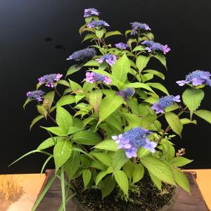 ムサシアブミ 二頭竜 山野草 現品 : やまおか碧山苑ヤフー店 - 通販