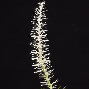 白糸草 シライトソウ 山野草
