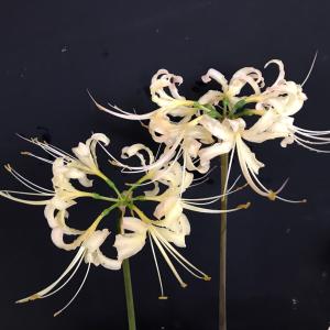 白花ヒガンバナ 彼岸花 山野草　