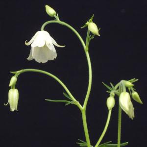 オダマキ 花苗 苧環 白花フウリンオダマキ 山野草　