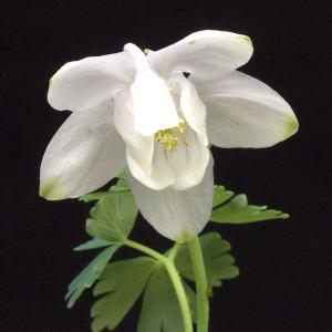 オダマキ 花苗 苧環 白花深山苧環 白花ミヤマオダマキ