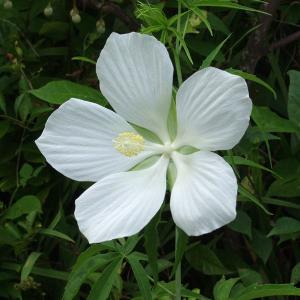 白花モミジアオイ 白花紅葉葵 幼苗 山野草 茶花