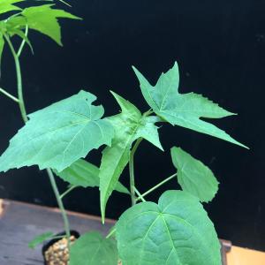 白花モミジアオイ 白花紅葉葵 幼苗 山野草 茶花の詳細画像2