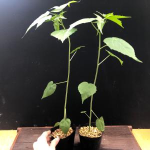 白花モミジアオイ 白花紅葉葵 幼苗 山野草 茶花の詳細画像3