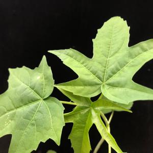 白花モミジアオイ 白花紅葉葵 幼苗 山野草 茶花の詳細画像4