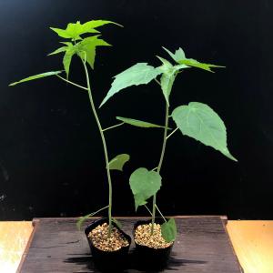 白花モミジアオイ 白花紅葉葵 幼苗 山野草 茶花の詳細画像5