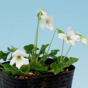 白花オオタチツボスミレ・白花大立坪菫　山野草　