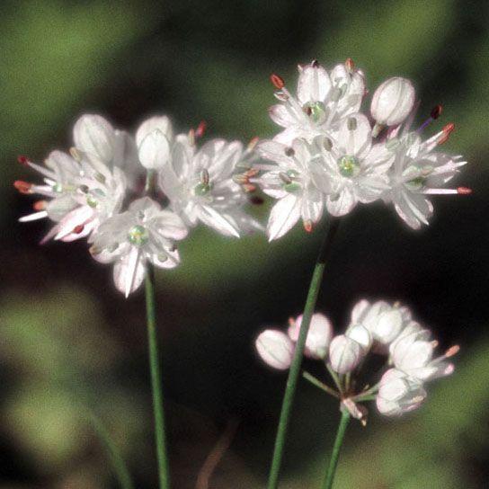 白花平戸イトラッキョ　山野草　