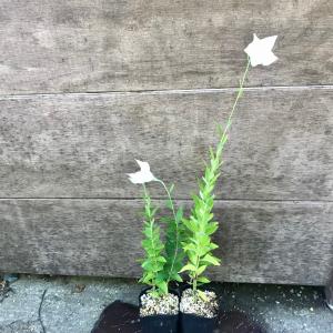 キキョウ 桔梗 白花 ききょう 茶花 山野草の詳細画像3
