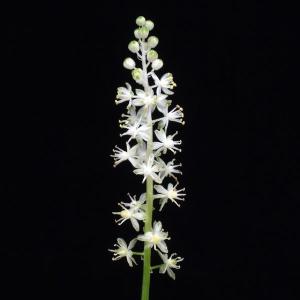 白花ツルボ　山野草　