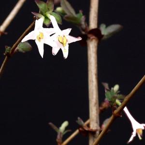 白花ウグイスカグラ　山野草　
