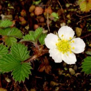 白花屋久島ヘビイチゴ 山野草　