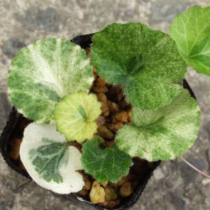 斑入ユキノシタ　雪ノ下　七変化　山野草　