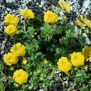 タカネヒメキンバイ 山野草 盆栽添草