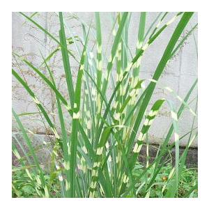 タカノハススキ 矢羽ススキ 山野草 茶花