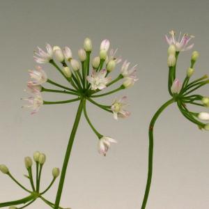 竹島岩ラッキョ　山野草　