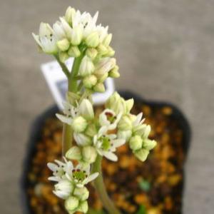 タンチョウソウ 丹頂草 黄金葉 山野草