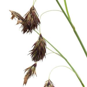 タヌキラン 山野草の商品画像