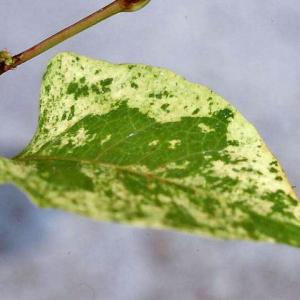 散斑イタドリ　山野草　