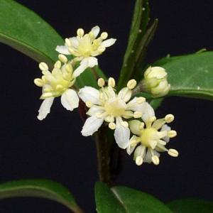 ヤマアジサイ 苗 トキワアジサイ 山野草　