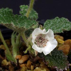 トキワヒメイチゴ　山野草　