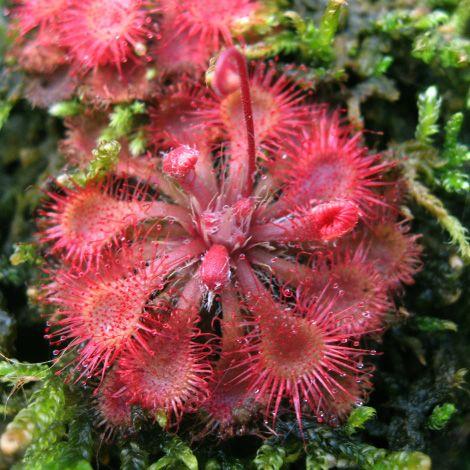 東海コモウセンゴケ 食虫植物 充実株 山野草