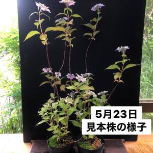 盆栽 特選：皐月(晃山)*現品 サツキ さつき Satsuki bonsai 大品盆栽