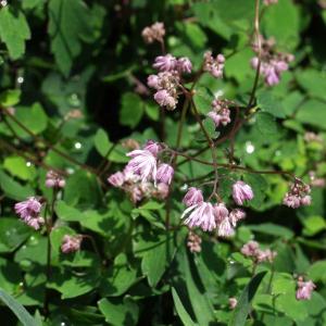 ツクシカラマツ　山野草　