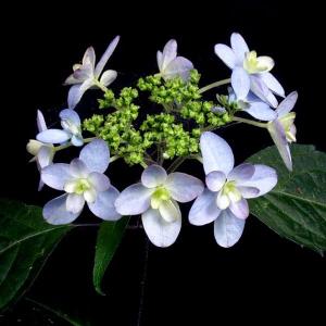 ヤマアジサイ 苗 剣の舞 ツルギノマイ 山紫陽花