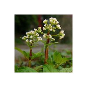 ツルカノコソウ　山野草　