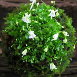 苔盆栽 苔玉 ウサギゴケ 苔玉 こけだま コケ...の詳細画像1