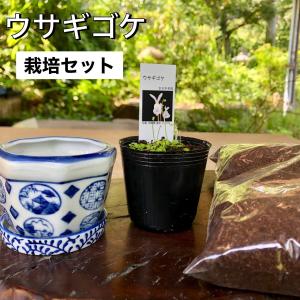 ウサギゴケ ウサギ苔 食虫植物 栽培セット 栽培説明書付き 水耕栽培 アクアリウム 苔テラリウム｜hekizanen