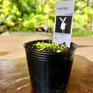 ウサギゴケ ウサギ苔 食虫植物 栽培セット 栽...の詳細画像3