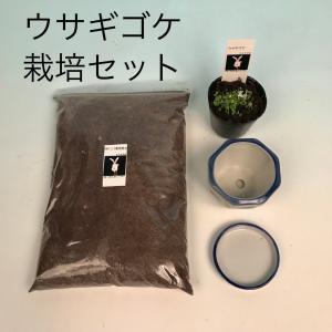 ウサギゴケ ウサギ苔 食虫植物 栽培セット 栽...の詳細画像2