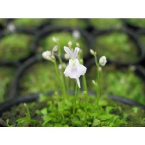 ウサギゴケ ウサギ苔 食虫植物 苔 ランキング...の詳細画像1