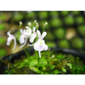 ウサギゴケ ウサギ苔 食虫植物 苔 ランキング...の詳細画像2