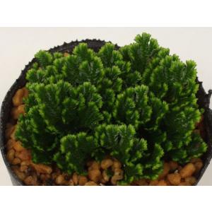 ウズハシダ・渦葉シダ　山野草　　