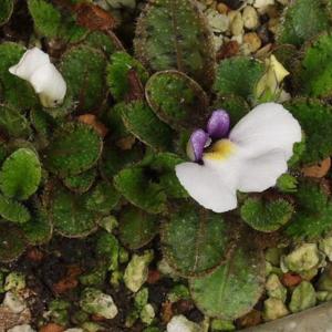 ウズラ葉サギゴケ　山野草　